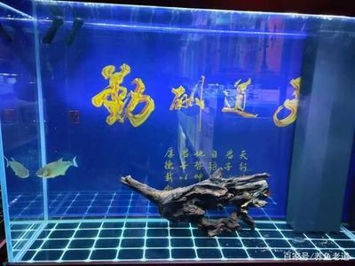 防城港市港口区逗鱼水族用品店 水族爱好者的贴心伴侣